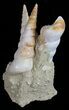 Fossil Gastropod (Haustator) Cluster - Damery, France #56393-2